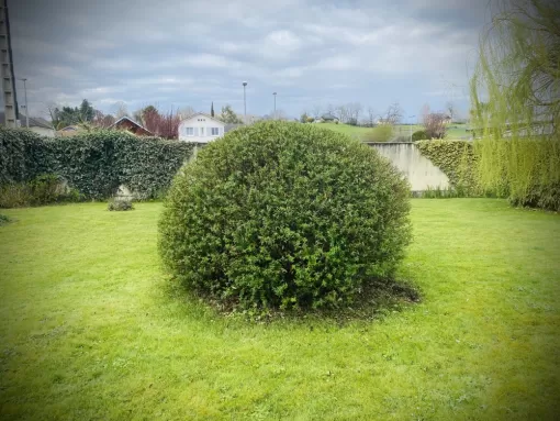 Taille d'arbuste à Asson: Techniques et Conseils pour un Jardin Sain, Nay, Vincentretien