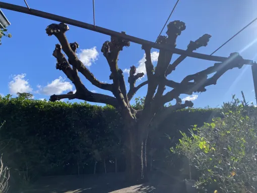 Taille d’un mûrier platane sur la commune de Tarbes, Nay, Vincentretien