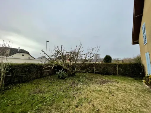 Taille d’un figuier à Asson, Nay, Vincentretien