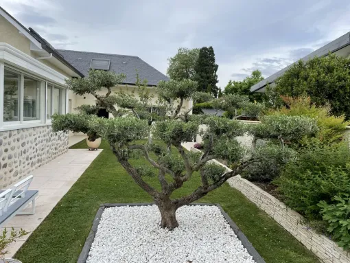 Taille en nuage d’un olivier à Pau, Nay, Vincentretien