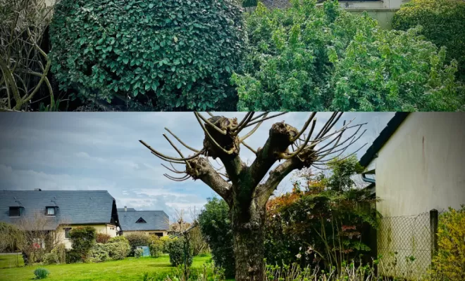 Taille d'arbuste à Asson: Techniques et Conseils pour un Jardin Sain, Nay, Vincentretien