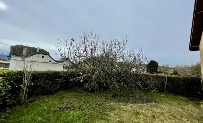 Taille d’un figuier à Asson, Nay, Vincentretien